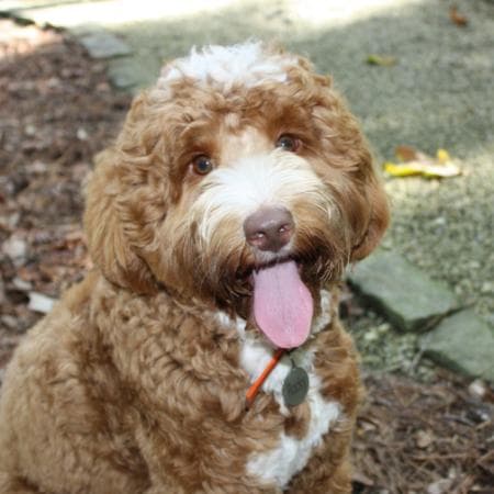 Southern 2024 charm labradoodles