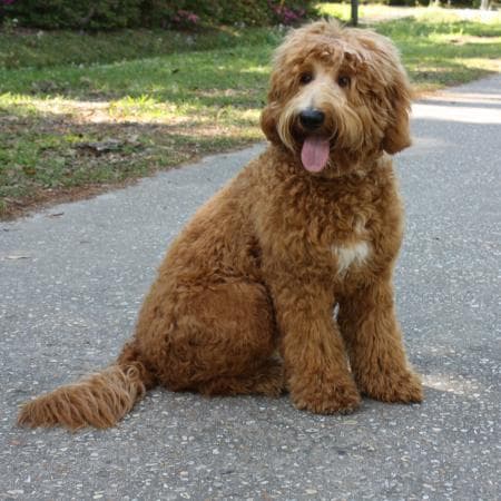 Sires - Southern Cross Australian Labradoodles - The Ultimate Family ...