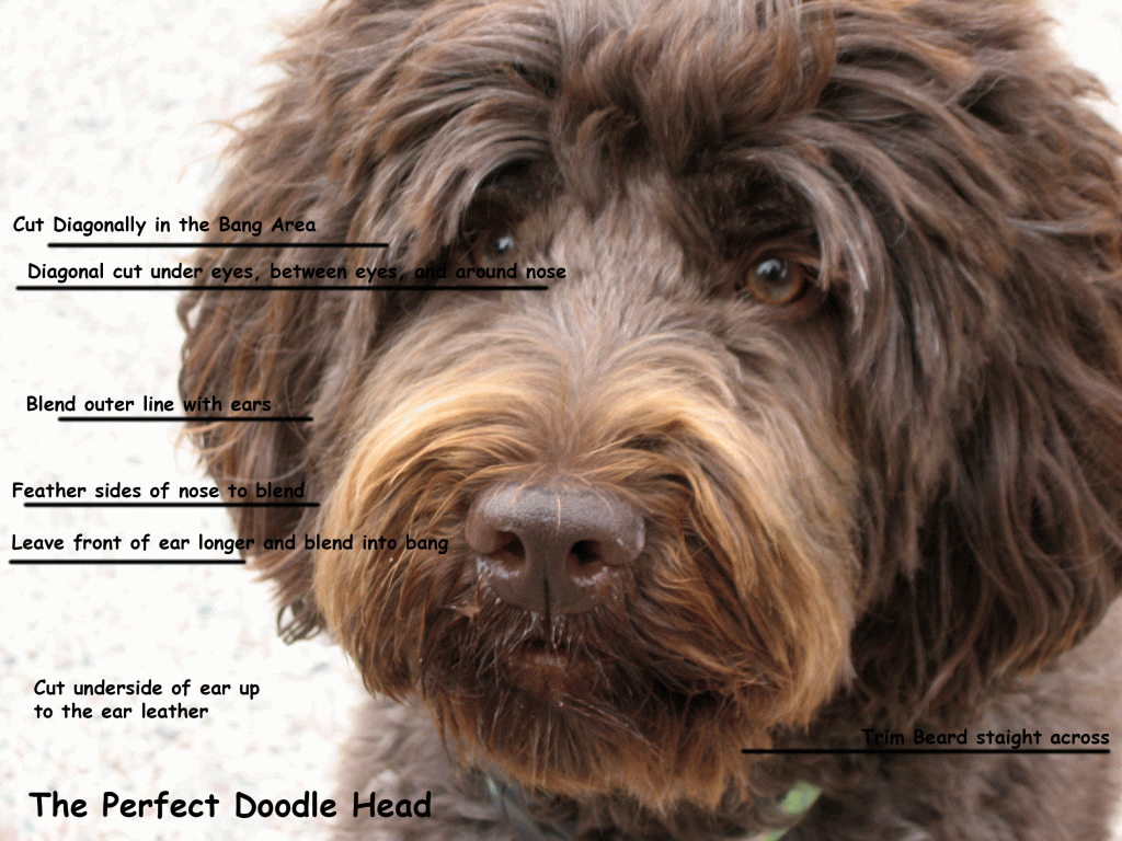 Australian labradoodle sales grooming guide