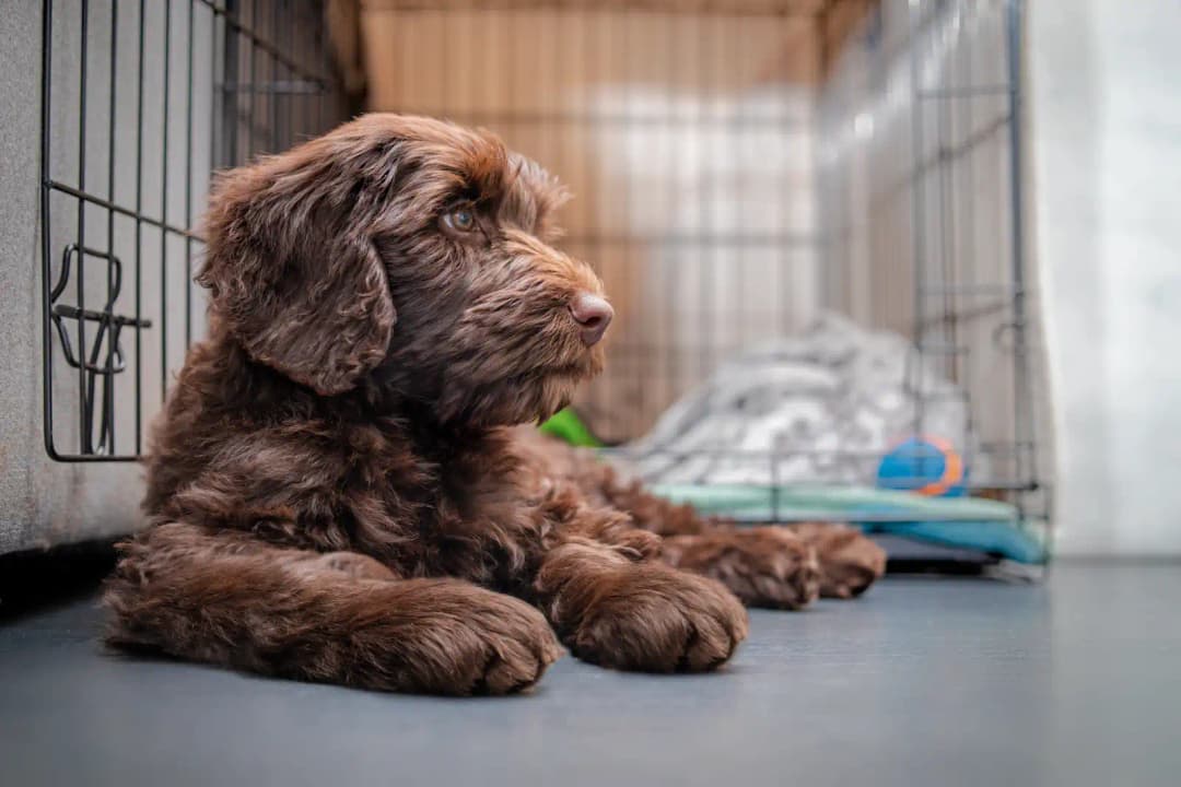 Labradoodle crate sale