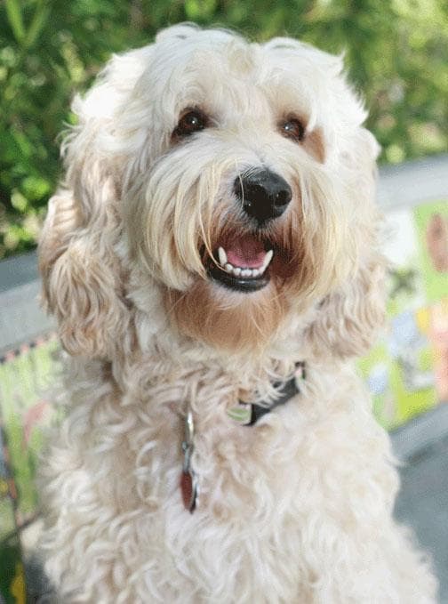 Southern Cross Labradoodles