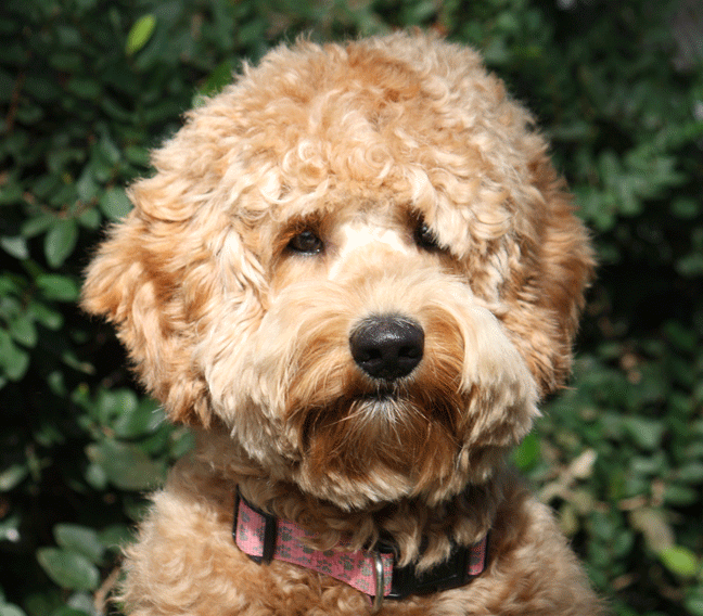 Southern Cross Labradoodles