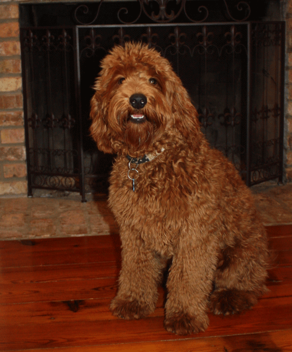 Southern Cross Labradoodles