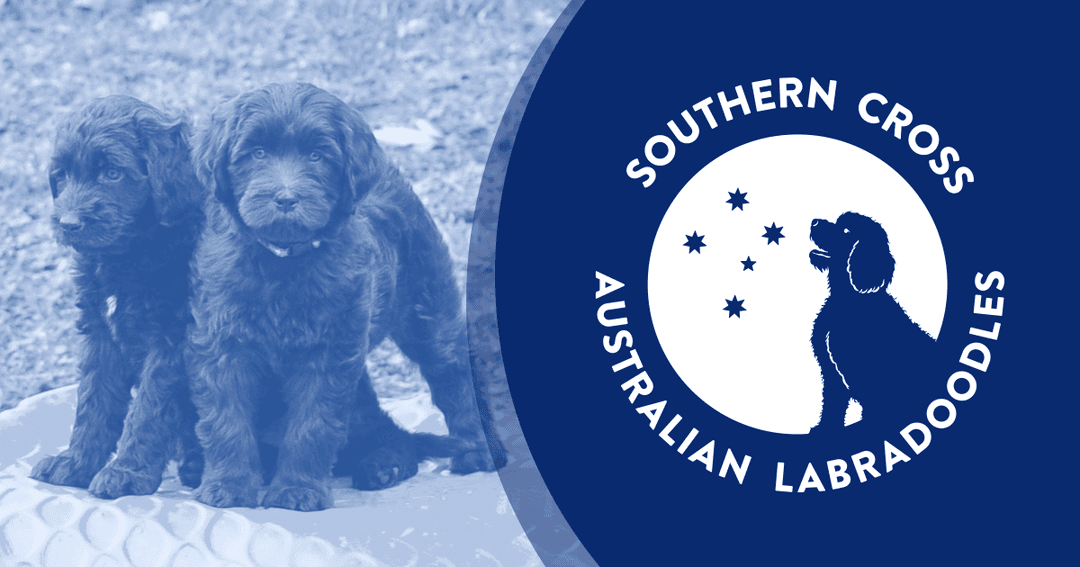 Southern Cross Labradoodles