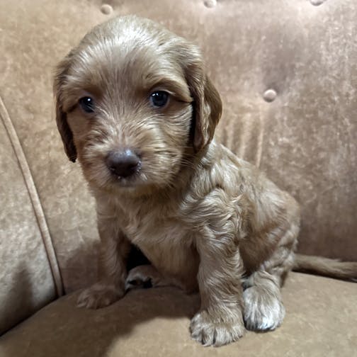 Southern Cross Labradoodles