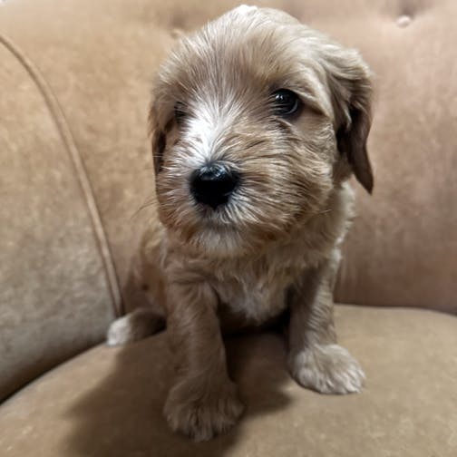 Southern Cross Labradoodles