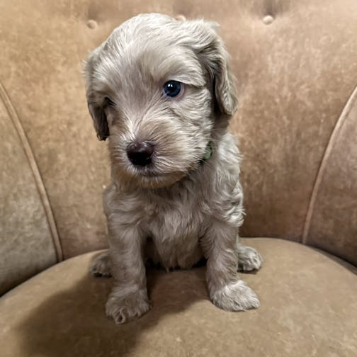 Southern Cross Labradoodles